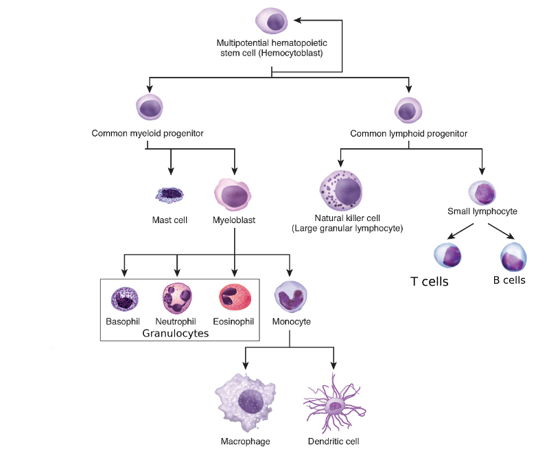 immuneCellTree